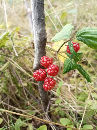 Red raspberry on branch in forest, ripe and vibrant