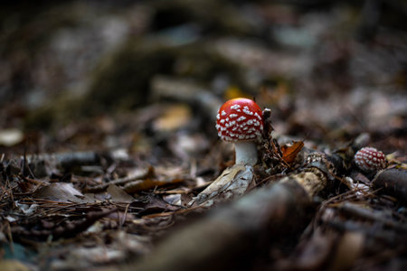 Red fly agaric mushroom in grass, vivid and iconicの写真素材