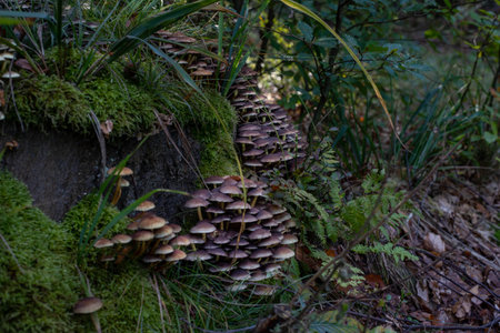 Inedible forest mushrooms, wild and toxic, growing naturallyの写真素材