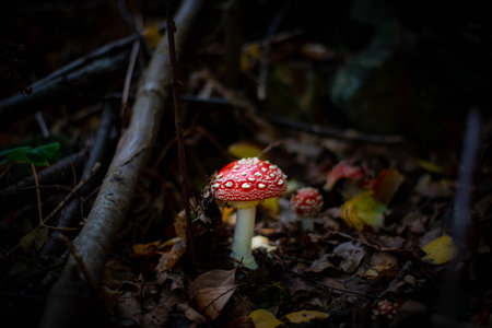 Red fly agaric mushroom in grass, vivid and iconic