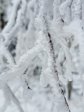 Snow-laden tree branches bending under weight in winter forest
