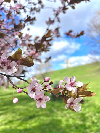 Pink cherry blossoms blooming against clear blue sky, springtime charm