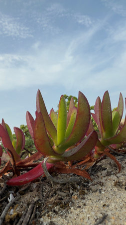 Carpobrotus acinaciformis succulent on Atlantic Coast, Portugalの写真素材
