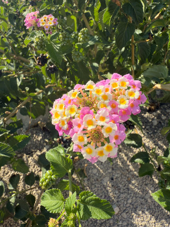 Colorful Lantana camara Flower in Bloom