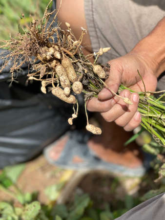 Holding unearthed peanut plantの写真素材
