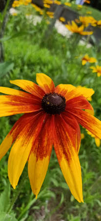 Black-eyed Susanの写真素材