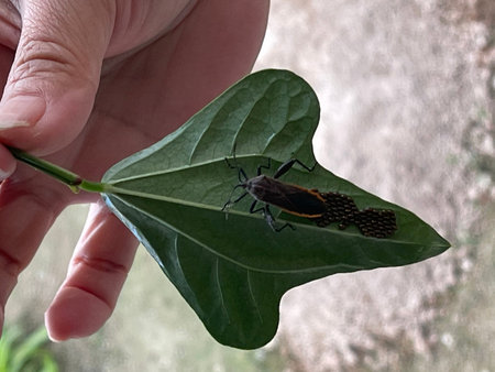 Leaf-footed bug on a leaf. Found a leaf-footed bug laying eggs on home gardening vegetable leaf.