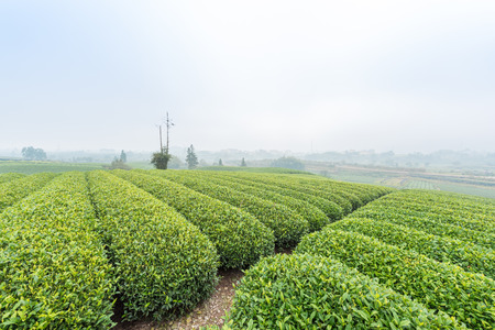 Landscape view of mountain tea plantationの写真素材