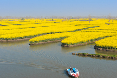 Jiangsu Xinghua canola flower fieldのeditorial素材