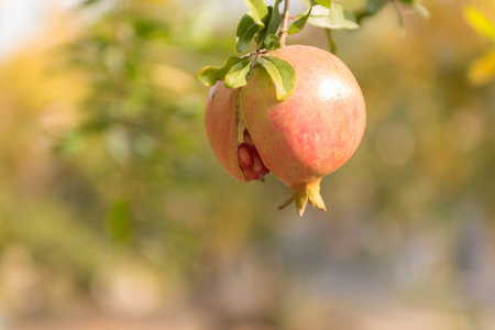 Anhui Huaiyuan Pomegranateの写真素材