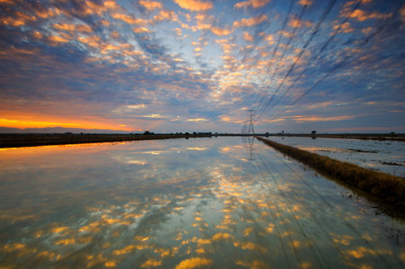 Reflection at Paddy Fieldの写真素材