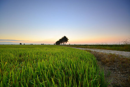 Beautiful morning view over the green paddy field with blue sky background.の写真素材