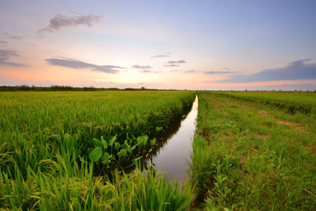 Beautiful morning scenery over the green paddy field.の写真素材