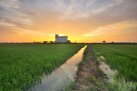 Beautiful sunrise over the green field.の写真素材