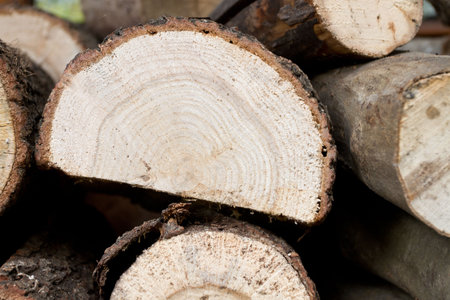 Stacked timber logs