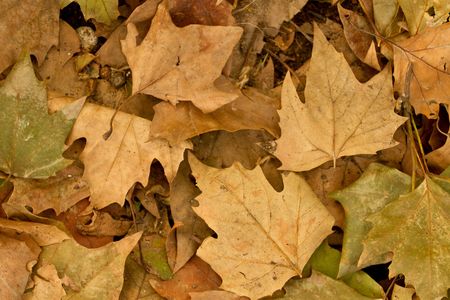 Background group autumn leavesの写真素材