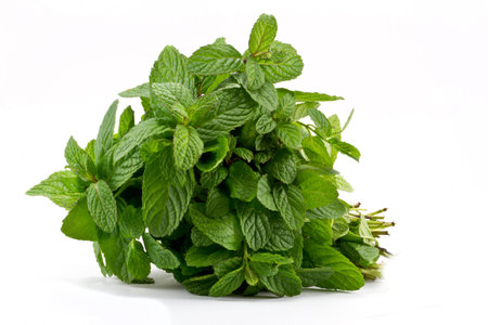 Fresh mint leaves 