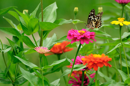 Summer in the garden with butterfliesの写真素材