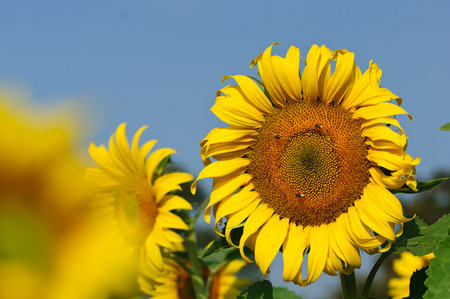 sunflower on a garden with bee and the blue sky in winterの写真素材