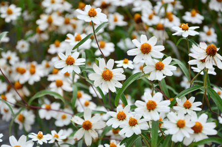 flowers in winterの写真素材