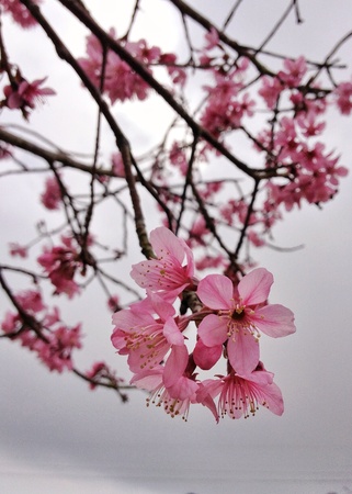 Blossoms of winter in Thailand.の素材