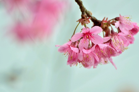 Cherry  Blossom の素材