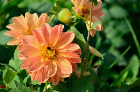 Orange blossom in the gardenの素材