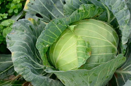 Fresh Cabbageの素材