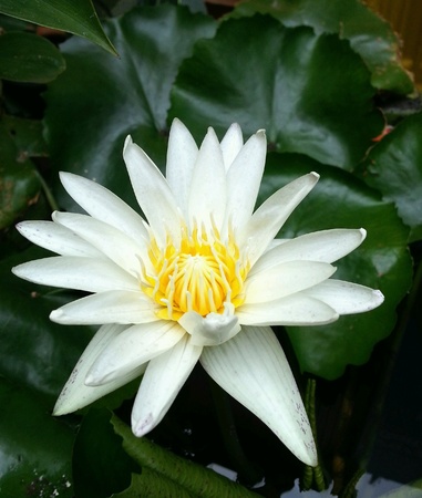 White lotus in the pondの素材