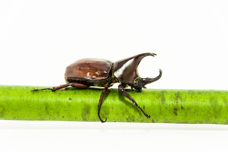 Beetle on treeの写真素材