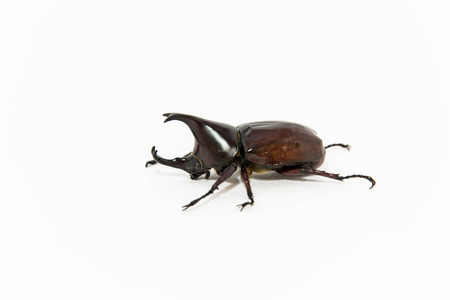 Beetle isolated in white の写真素材