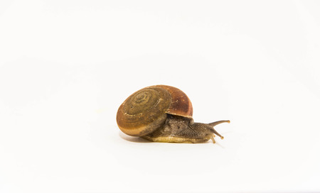 Walking snail isolated in white の写真素材