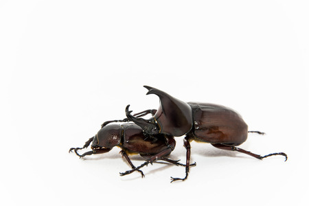 Beetles isolated in white の写真素材