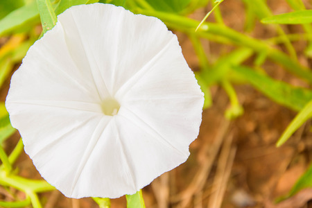 close up of a single morning glory blossom ( shallow depth on field)の写真素材