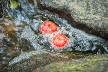 figs flow in water focus on rockの写真素材