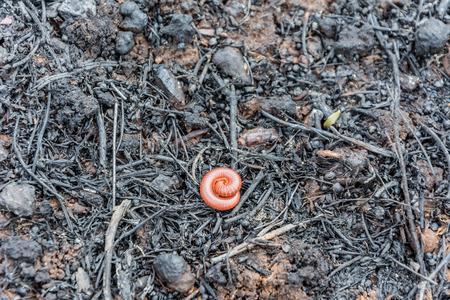 Millipede survives in rubber tree burnt debrisの写真素材