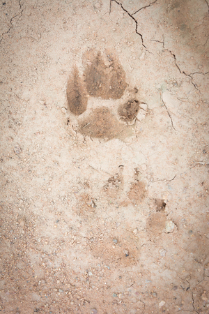 animal footprint on groundの写真素材