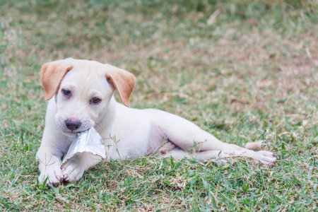 friendly puppy playing with toy on ground