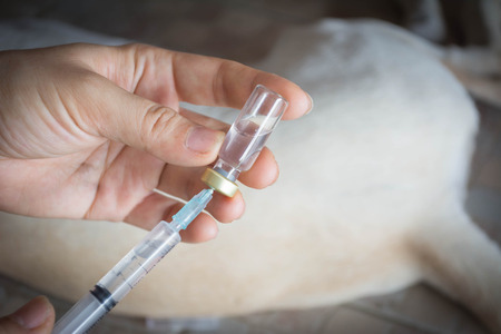 injecting the dog with blurry dog backgroundの写真素材