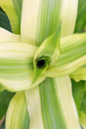 blurry photo of center of ornamental plantsの写真素材
