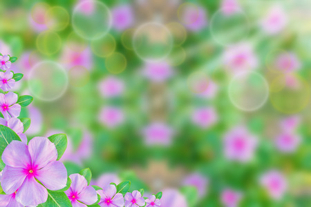 cicada backgroundの写真素材