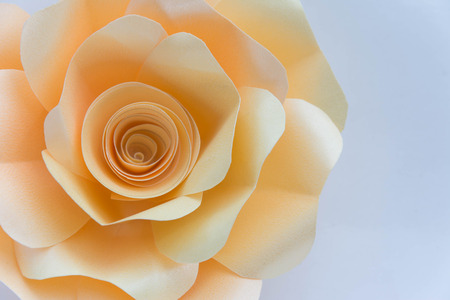 rose paper on white backgroundの写真素材