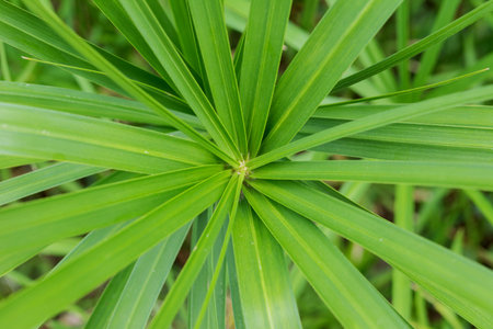 papyrus plant