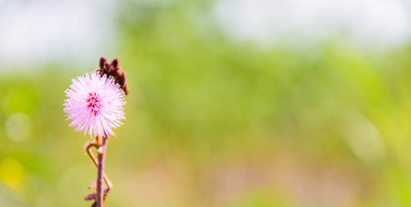 close up green plant in wildflower meadow landscape, shallow depth of fieldの写真素材