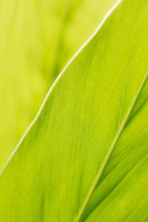 galangal leaf pattern backgroundの写真素材