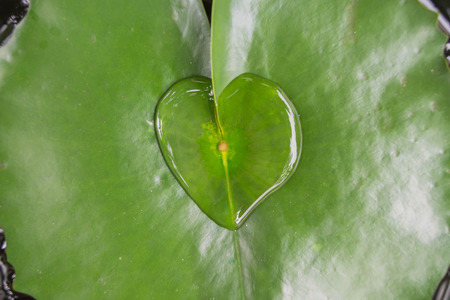 heart shape of water on caladiumの写真素材