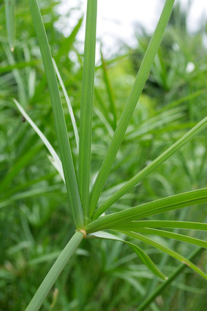 papyrus plants