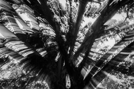 Abstract motion blur of tree with light and mountain in white tone backgroun in white tonの写真素材