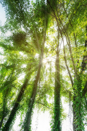 sunlight through trees at sunriseの写真素材