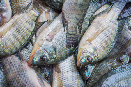 fresh Tilapia in floating basketの写真素材